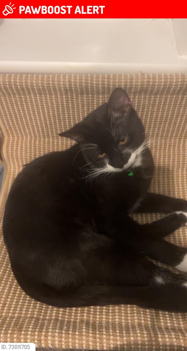 Lost Male Cat last seen Medway place , Plymouth, England PL3 6HB