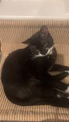 Lost Male Cat last seen Medway place , Plymouth, England PL3 6HB