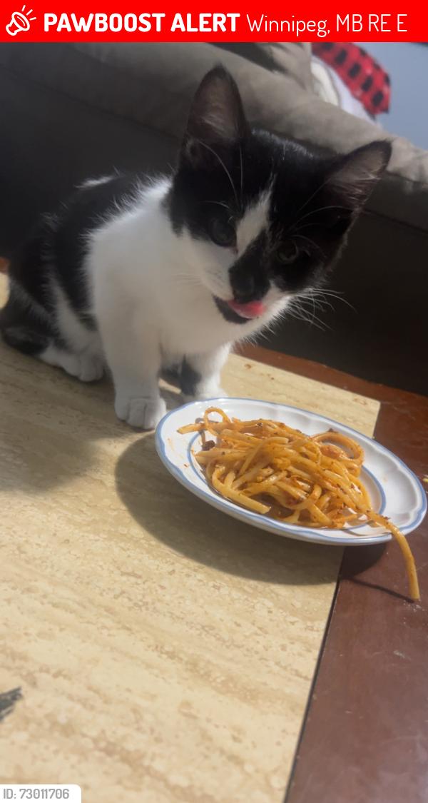 Lost Female Cat last seen Wellington , Winnipeg, MB R3E 2E2
