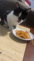 Lost Female Cat last seen Wellington , Winnipeg, MB R3E 2E2