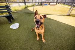 Shelter Stray Male Dog last seen , 2769 Conroy Rd, Orlando, FL 32839, USA