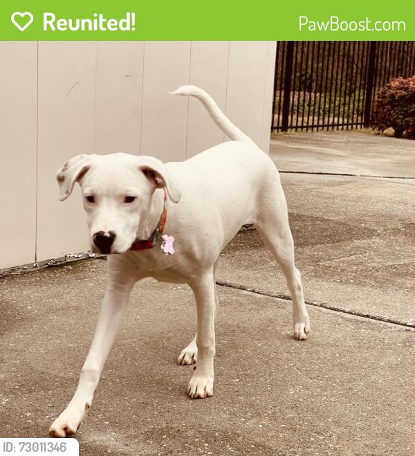 Reunited Male Dog last seen Essex Dr, Knoxville, TN 37922, USA, Knoxville, TN 37922