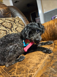 Lost Female Dog last seen Spotswood Trail, Penn Laird, VA 22846