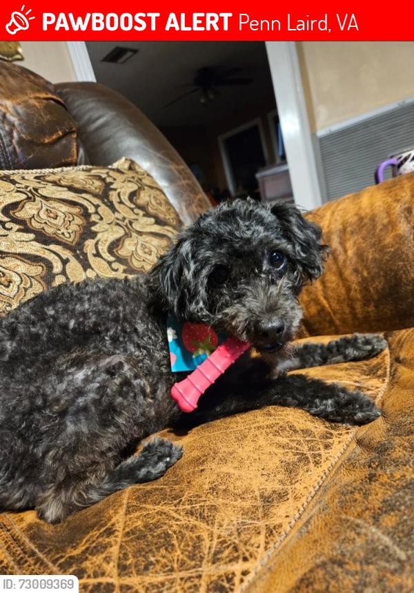 Lost Female Dog last seen Spotswood Trail, Penn Laird, VA 22846