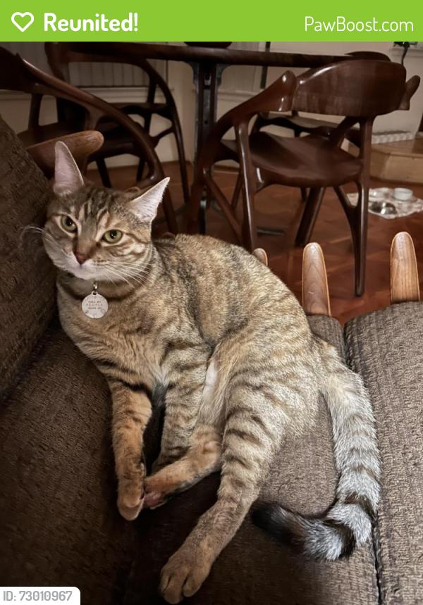 Reunited Female Cat last seen San Fernando Ave./Byrne, Cupertino, CA 95014