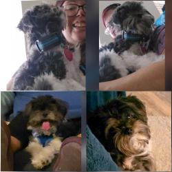 Lost Male Dog last seen Boswell Place & Sunol Drive near Olympic blvd, Los Angeles, CA 90023