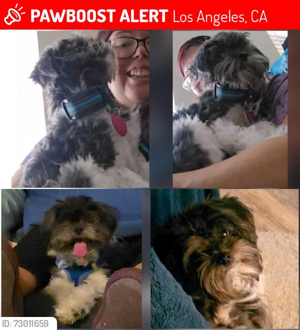 Lost Male Dog last seen Boswell Place & Sunol Drive near Olympic blvd, Los Angeles, CA 90023