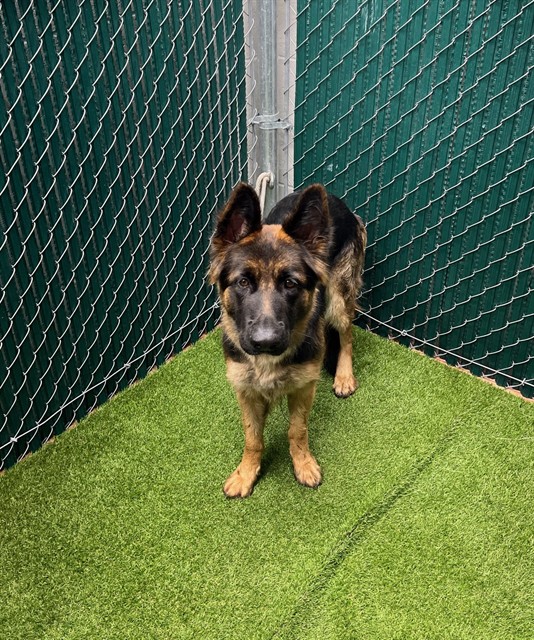 Shelter Stray Female Dog last seen , 11258 Garfield Ave, Downey, CA 90242, USA