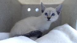 Shelter Stray Male Cat last seen , 11258 Garfield Ave, Downey, CA 90242, USA