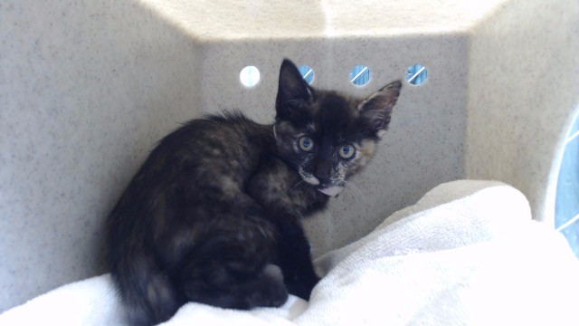 Shelter Stray Female Cat last seen , 11258 Garfield Ave, Downey, CA 90242, USA