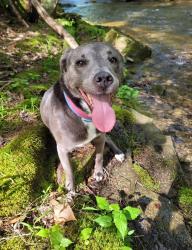 Lost Female Dog last seen Shaker Square, Cleveland, OH 44120