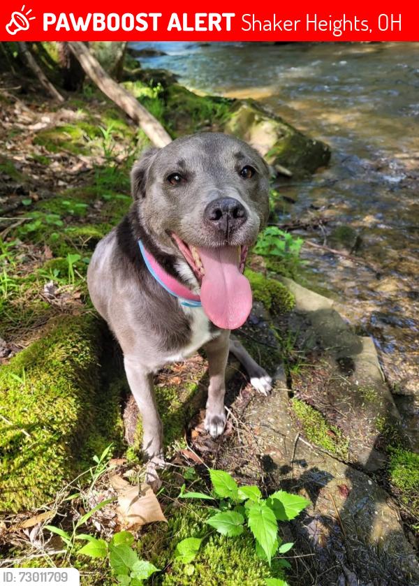 Lost Female Dog last seen Shaker Square, Cleveland, OH 44120