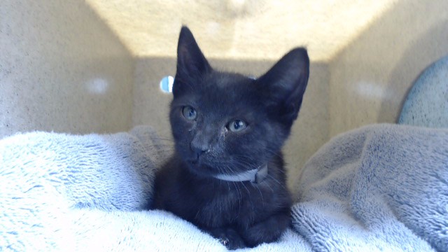 Shelter Stray Male Cat last seen , 11258 Garfield Ave, Downey, CA 90242, USA