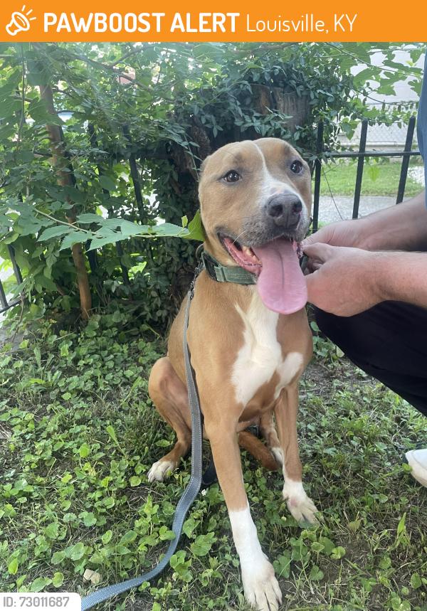 Found/Stray Female Dog last seen Near s. Hancock at East Kentucky Street, Louisville, KY 40217