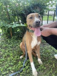 Found/Stray Female Dog last seen Near s. Hancock at East Kentucky Street, Louisville, KY 40217