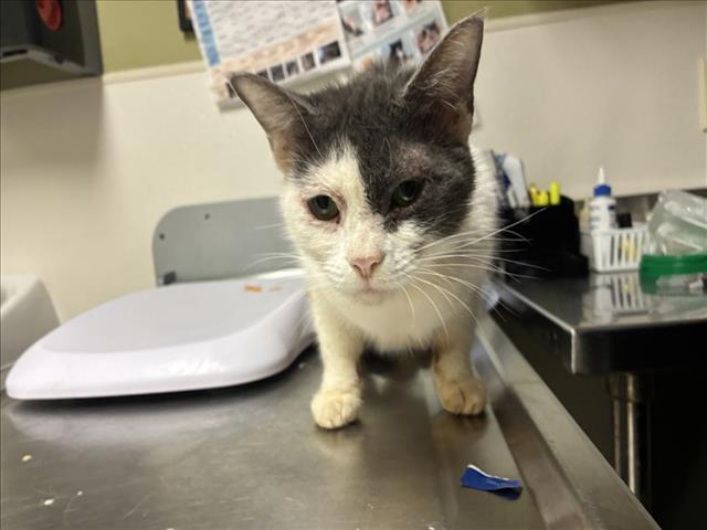 Shelter Stray Female Cat last seen WEGMANS CHAPEL HILL, 1601 Eubanks Rd, Chapel Hill, NC 27516, USA