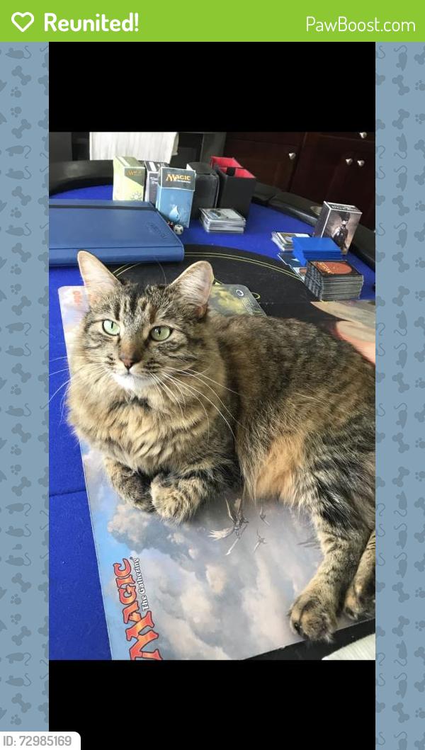Reunited Female Cat last seen S. Ferwood st and E. Garvey ave, West Covina, CA 91791