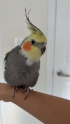 Lost Male Bird last seen Albatross way, Pickering, ON L1X 0P6