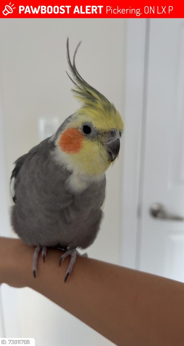 Lost Male Bird last seen Albatross way, Pickering, ON L1X 0P6