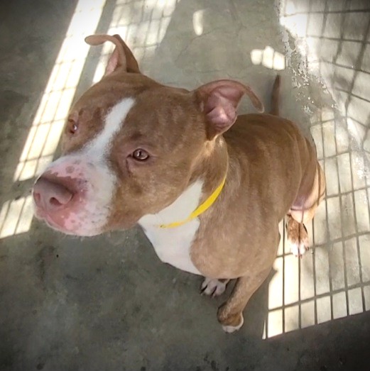 Shelter Stray Male Dog last seen , 3201 Lacy St, Los Angeles, CA 90031, USA