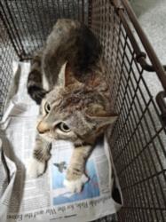 Shelter Stray Female Cat last seen , 3201 Lacy St, Los Angeles, CA 90031, USA