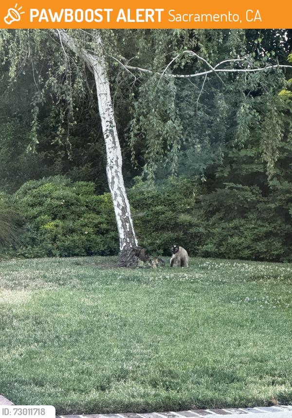 Found/Stray Female Cat last seen Rolling hills road and Arden way, Sacramento, CA 95864