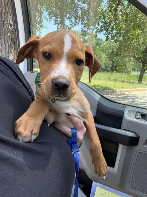 Shelter Stray Male Dog last seen Near BLOCK N VILLA AVE, OKLAHOMA CITY OK 73107, 2811 SE 29th St, Oklahoma City, OK 73129, USA