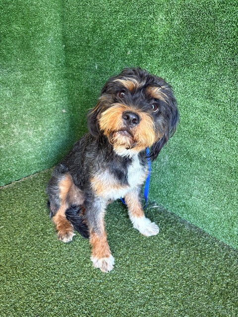 Shelter Stray Female Dog last seen , 5210 W Ave I, Lancaster, CA 93536, USA