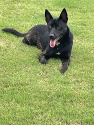 Found/Stray Male Dog last seen onion creek park, Austin, TX 78744