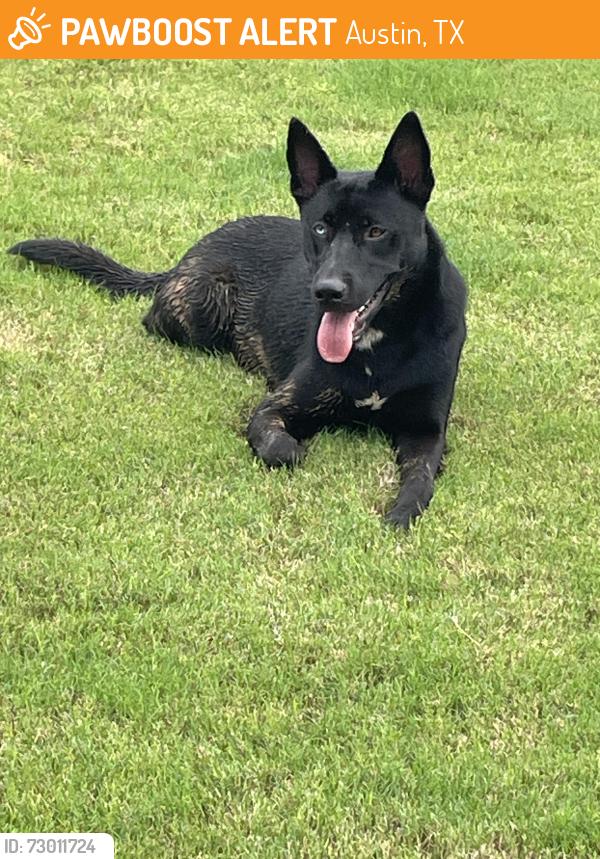 Found/Stray Male Dog last seen onion creek park, Austin, TX 78744