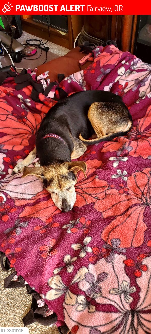 Lost Female Dog last seen Fairview Creek @223rd, Fairview, OR 97024