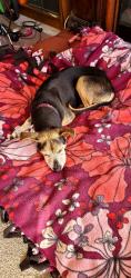 Lost Female Dog last seen Fairview Creek @223rd, Fairview, OR 97024