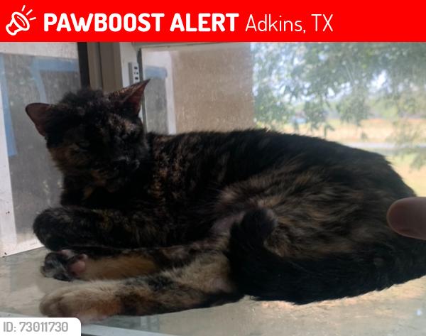 Lost Female Cat last seen Adkins & US Highway 87 E, Adkins, TX 78101