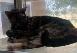 Lost Female Cat last seen Adkins & US Highway 87 E, Adkins, TX 78101