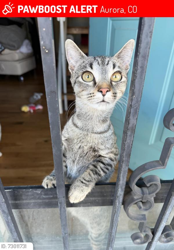 Lost Female Cat last seen Smoky hill , Aurora, CO 80015