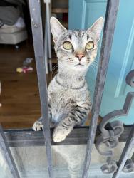 Lost Female Cat last seen Smoky hill , Aurora, CO 80015