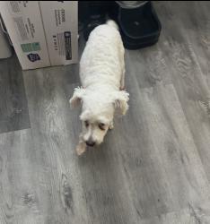 Lost Male Dog last seen 12th St., Little Rock, AR 72202