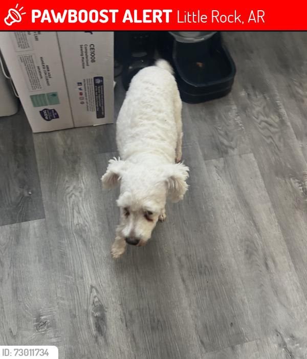 Lost Male Dog last seen 12th St., Little Rock, AR 72202