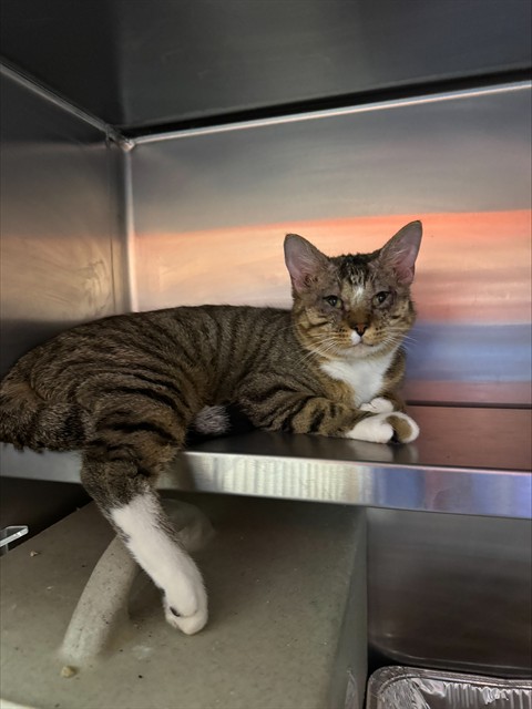 Shelter Stray Male Cat last seen Near BLOCK GOLDTREE CT, 3528 Newburg Rd, Louisville, KY 40218, USA