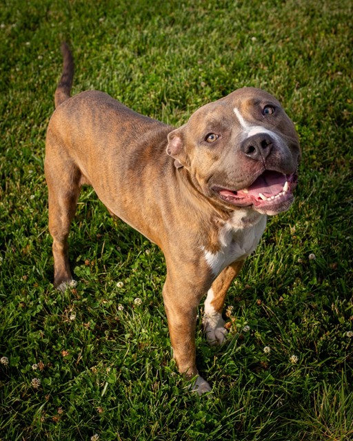 Shelter Stray Male Dog last seen Near BLOCK GREENWOOD RD, 3528 Newburg Rd, Louisville, KY 40218, USA