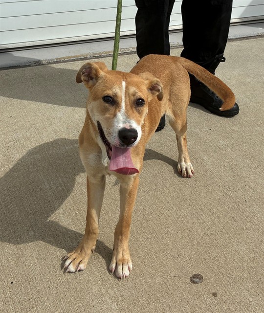 Shelter Stray Female Dog last seen Near BLOCK N 24TH ST, 3528 Newburg Rd, Louisville, KY 40218, USA