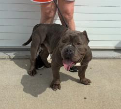 Shelter Stray Male Dog last seen Near BLOCK IOWA AVE, 3528 Newburg Rd, Louisville, KY 40218, USA