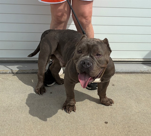 Shelter Stray Male Dog last seen Near BLOCK IOWA AVE, 3528 Newburg Rd, Louisville, KY 40218, USA
