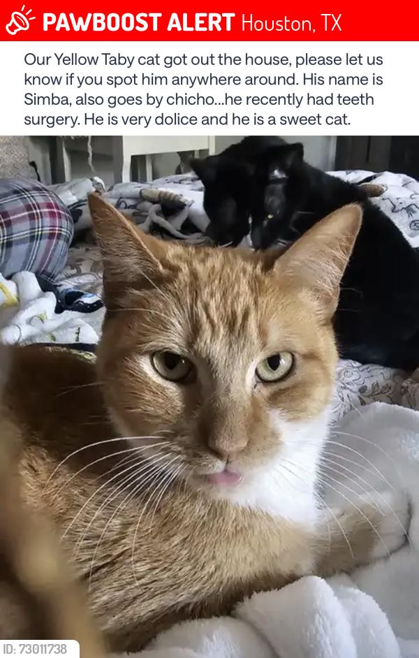 Lost Male Cat last seen Near , Houston, TX 77070