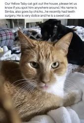 Lost Male Cat last seen Near , Houston, TX 77070