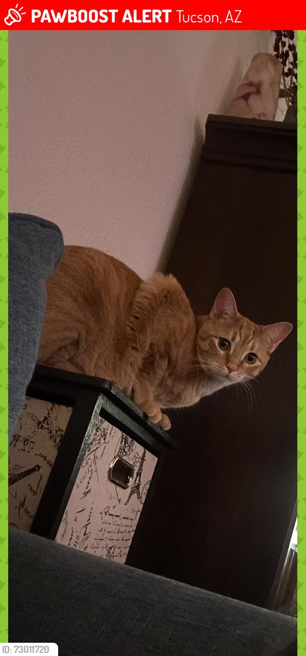 Lost Male Cat last seen Tres Pueblos, Tucson, AZ 85706