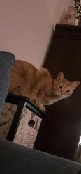 Lost Male Cat last seen Tres Pueblos, Tucson, AZ 85706