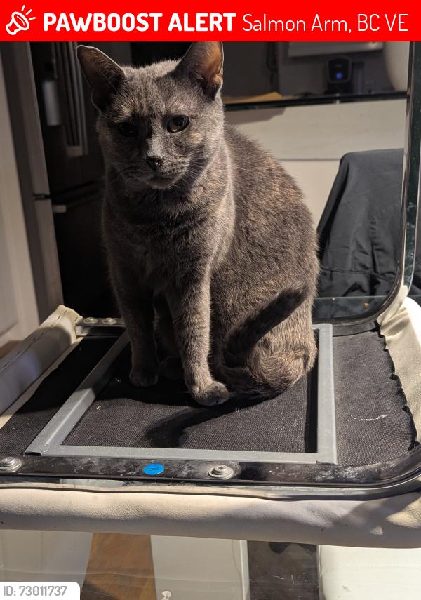 Lost Female Cat last seen Okanagan Avenue, Salmon Arm, BC V1E