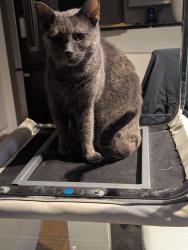 Lost Female Cat last seen Okanagan Avenue, Salmon Arm, BC V1E