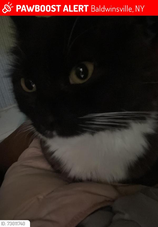 Lost Male Cat last seen Gaskin rd, Baldwinsville, NY 13027